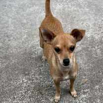 Thumbnail photo of Noah *Arriving 1/10* #4