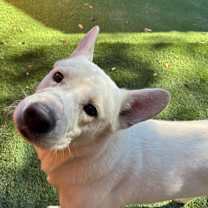 Thumbnail photo of Bolt #4