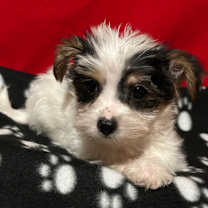 Thumbnail photo of Tiger #2