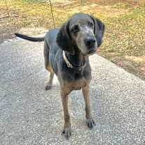 Thumbnail photo of Shadow #2