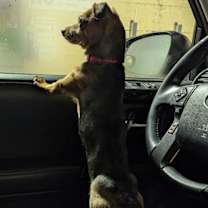 Thumbnail photo of Paco #4