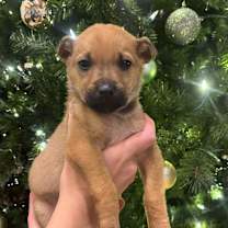 Thumbnail photo of Kai #1