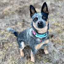 Thumbnail photo of Lexi #1