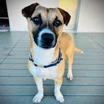 Thumbnail photo of Cuquito #3