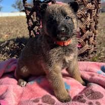 Thumbnail photo of Vixen #1