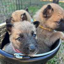 Thumbnail photo of Dasher #2