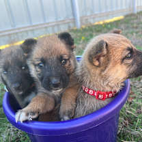 Thumbnail photo of Blitzen #3