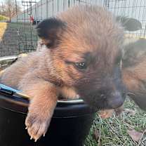 Thumbnail photo of Rudolph #3