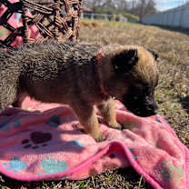 Thumbnail photo of Vixen #3