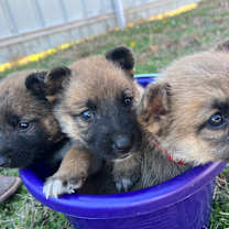 Thumbnail photo of Comet #3