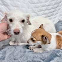 Thumbnail photo of Candy #3