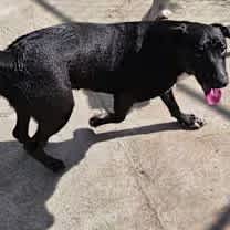 Thumbnail photo of Banjo #2