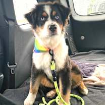 Thumbnail photo of Asher #2