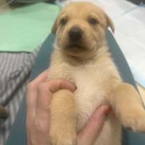 Thumbnail photo of Sandy #3