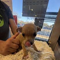 Thumbnail photo of Bruiser #1