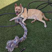 Thumbnail photo of Beetle #3