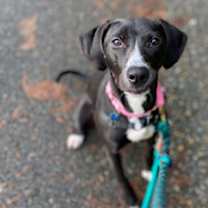 Thumbnail photo of Fritz #1