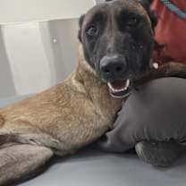 Thumbnail photo of Gracie #1