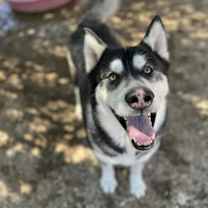 Thumbnail photo of Ryker #1