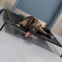 Thumbnail photo of Smokey #3