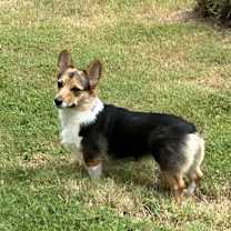 Thumbnail photo of Poppy #1