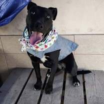 Thumbnail photo of Baya #3