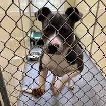 Thumbnail photo of Keisha 9032 + 9057 #2