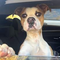 Thumbnail photo of Copper #4