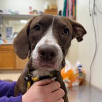 Thumbnail photo of  Chicken Quesadilla #2