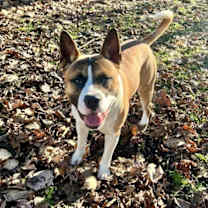 Thumbnail photo of Ruckus (mcas) #2