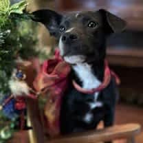 Thumbnail photo of Marley #2