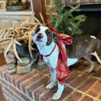 Thumbnail photo of Maggie #2