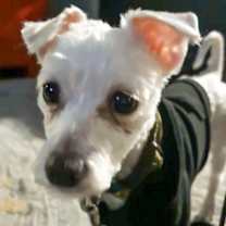 Thumbnail photo of Prancer #1