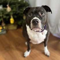 Thumbnail photo of Joker #1