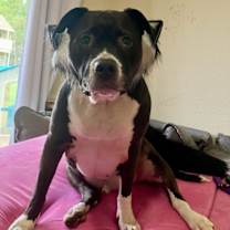 Thumbnail photo of Joker #3