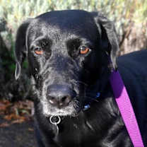 Thumbnail photo of Eeyore #2