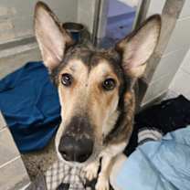 Thumbnail photo of Sitka #2