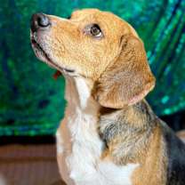 Thumbnail photo of ROCKSALT #1