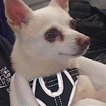 Thumbnail photo of SPARKY #1