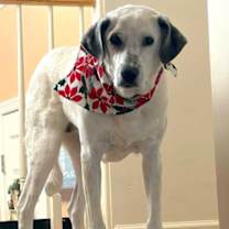 Thumbnail photo of Henley #1