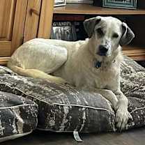 Thumbnail photo of Henley #3