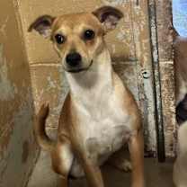 Thumbnail photo of Trixie #1