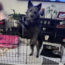 Thumbnail photo of Lilikoi #3