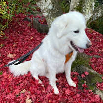 Thumbnail photo of Noli #3