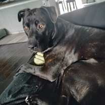 Thumbnail photo of Shadow #2