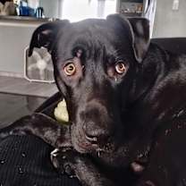 Thumbnail photo of Shadow #4