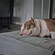 Thumbnail photo of Coco #2