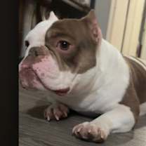 Thumbnail photo of Coco #4