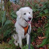 Thumbnail photo of Noli #4