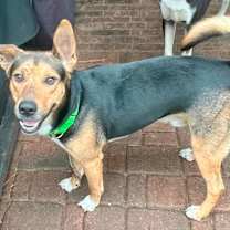 Thumbnail photo of Baxter #1